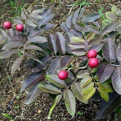 bibit Kelengkeng Merah