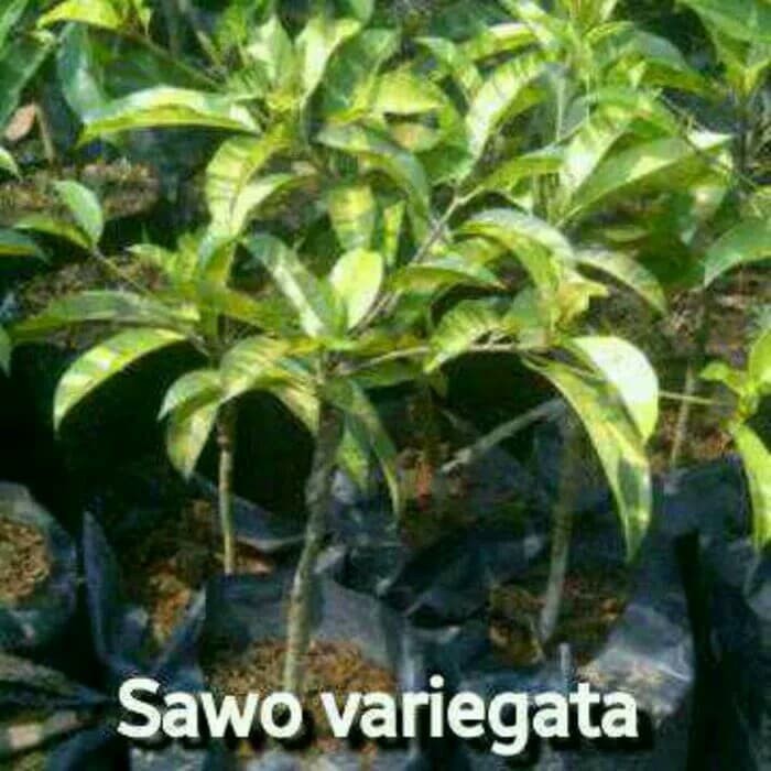 Bibit buah sawo variegata