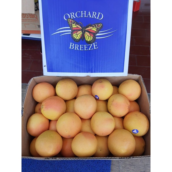 jeruk grapefruit Ruby Australia /jeruk diet /kg
