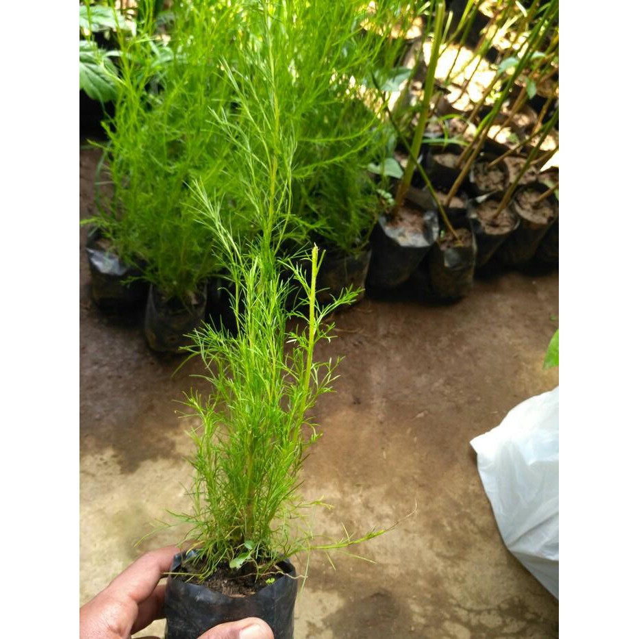 Bibit Tanaman Adas Pulowaras