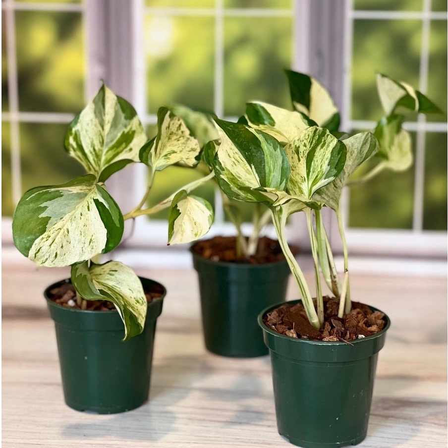 Tanaman Hias marble queen