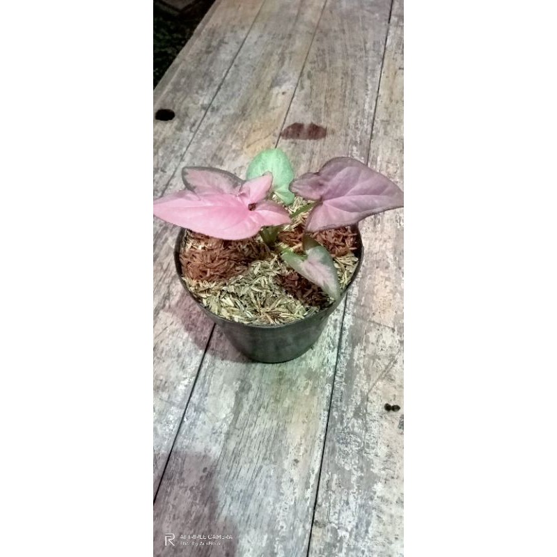 Singonium pink murah