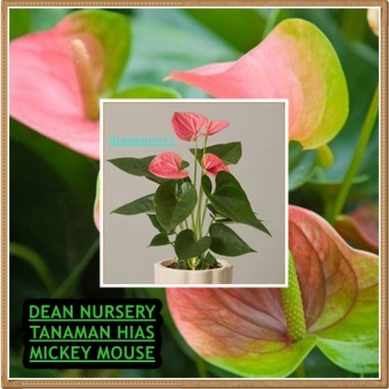TANAMAN HIAS MICKEY MOUSE BUNGA PINK
