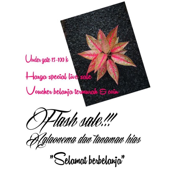flash sale live
