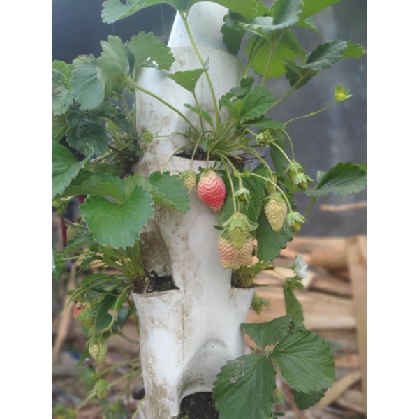 bibit strawberry california