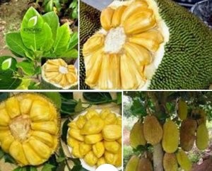 paket 4 bibit nangka
