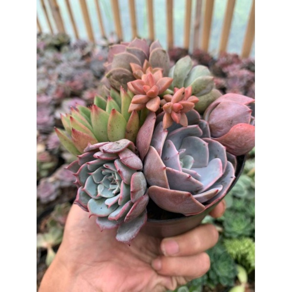 sekulen echeveria aranggement