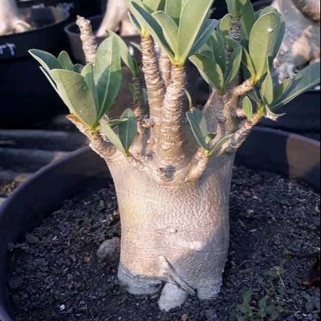 Arabicum