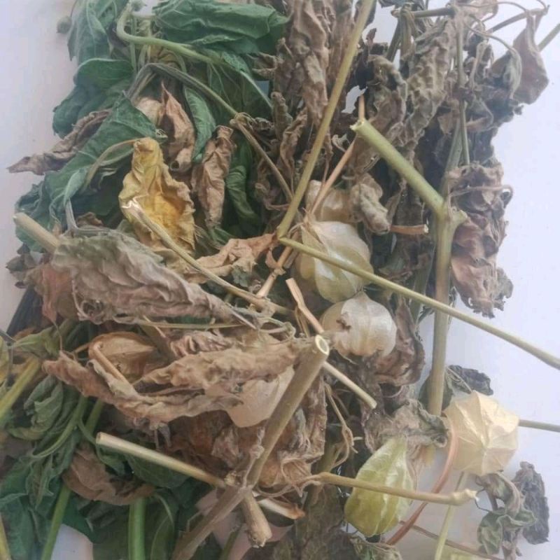 Daun ciplukan kering/250gr