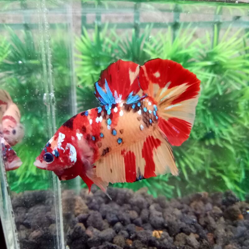 cupang nemo galaxy grade