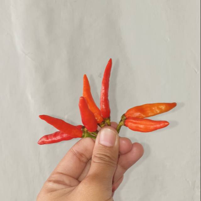 Cabe merah kecil