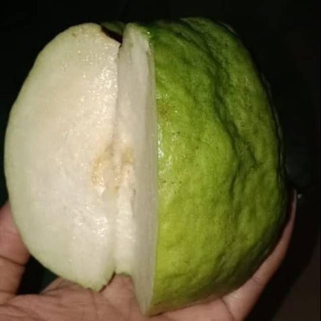 Jambu Kristal Okulasi