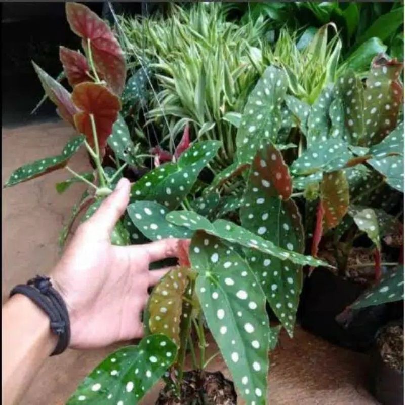 Begonia polkadot