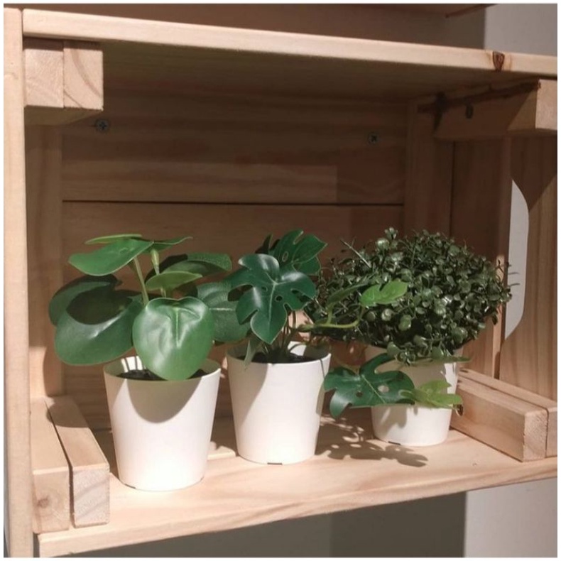 tanaman mini indoor