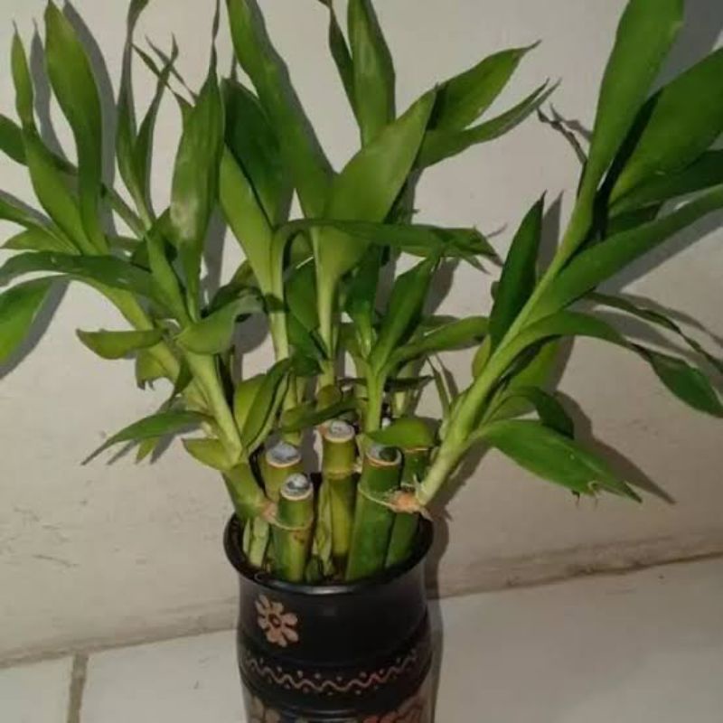 bambu hoki ( sri rejeki)