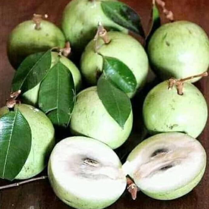 Bibit Apel Umbel Kib