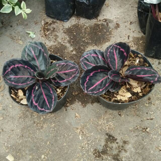 Calathea black lipstik