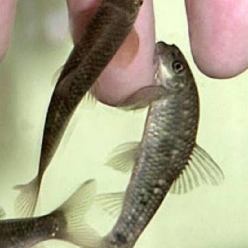 Fish terapi