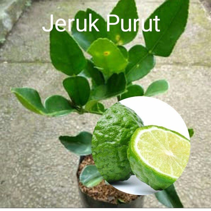 BIBIT JERUK PURUT