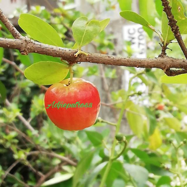 Bibit chery barbados sweet
