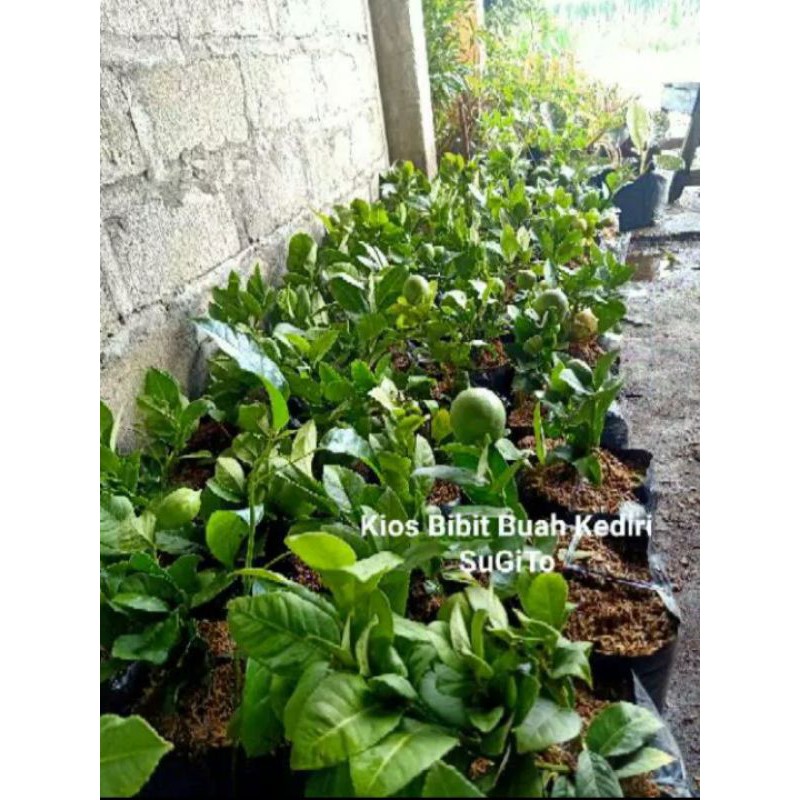 bibit lemon tea jumbo berbuah