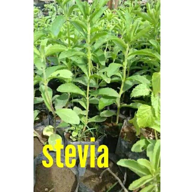 Bibit stevia