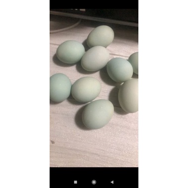 Telur Asin Purworejo