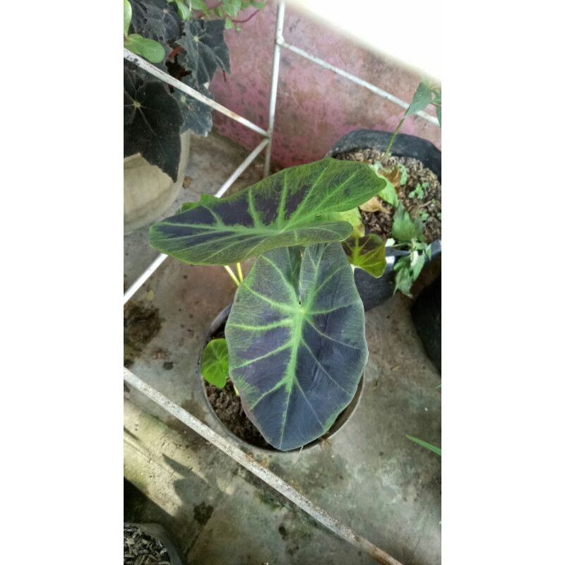 keladi black beauty