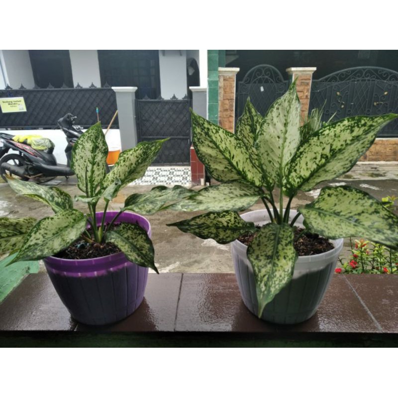 Aglonema Snow White