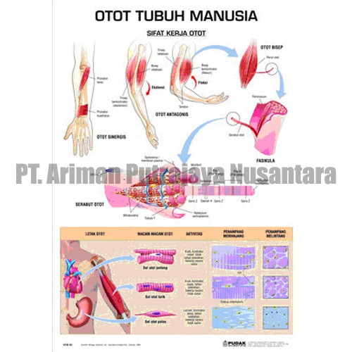 Carta Otot Manusia