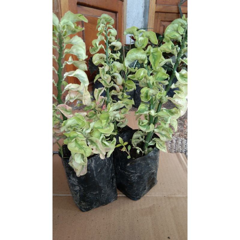 Bunga patah tulang