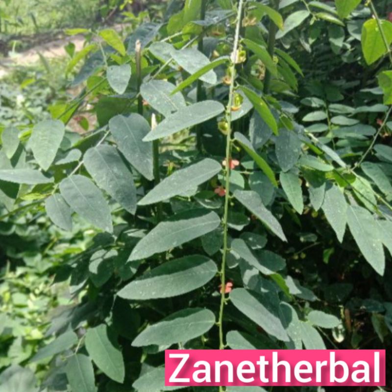 Daun katuk segar500grm