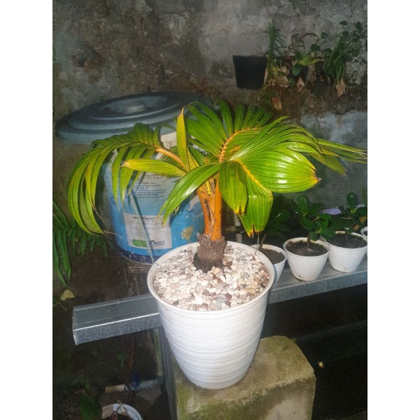 bonsai kelapa
