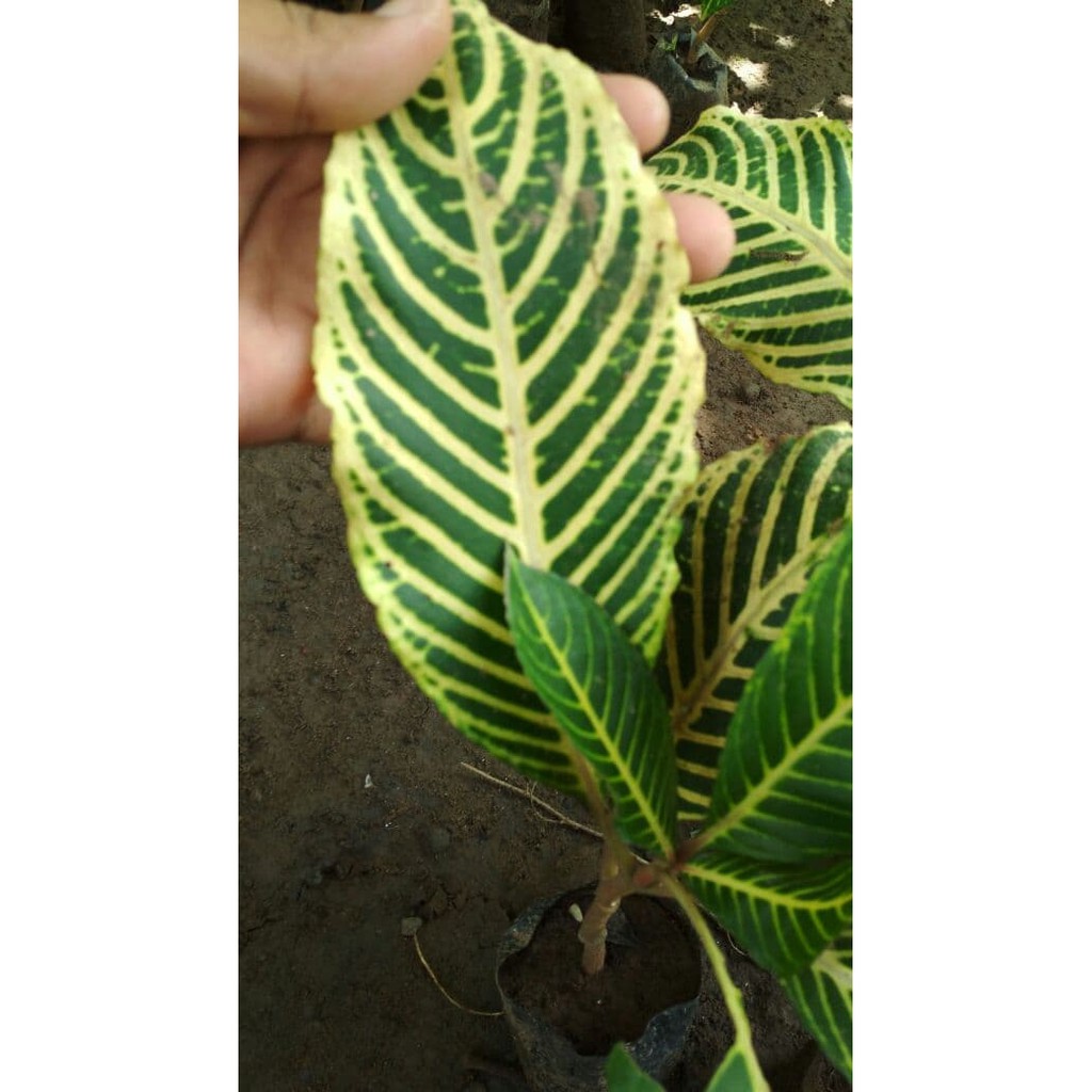 Bibit Bunga Bancar