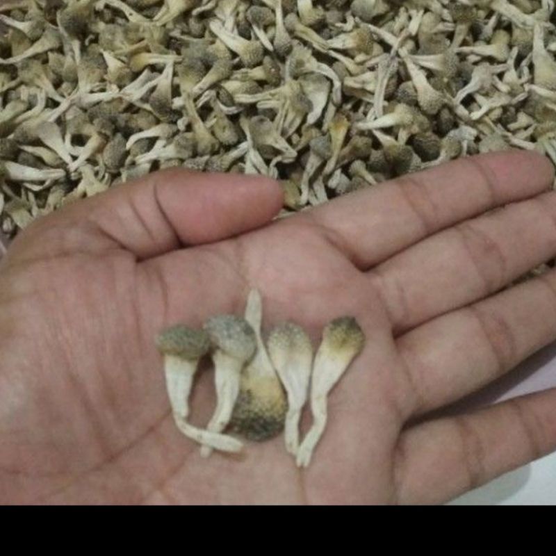 mpot putih utuh harga ecer