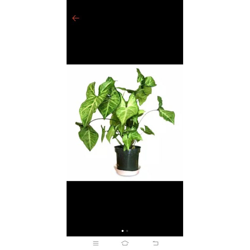 singonyium white