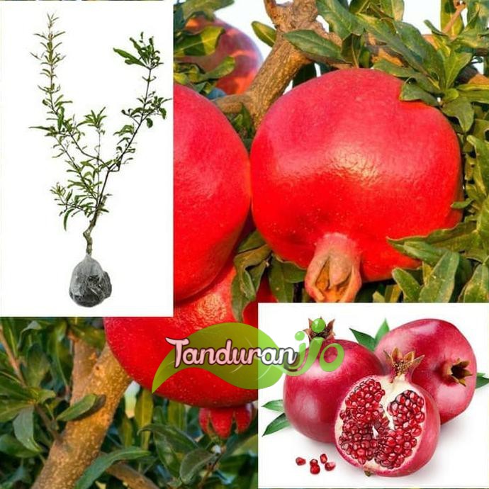 Bibit Delima Red Ruby
