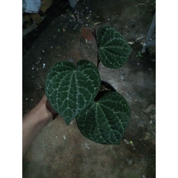 sirih Wulung