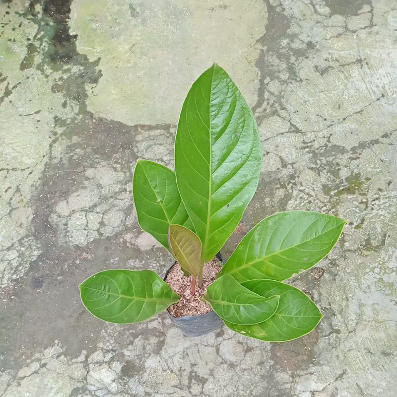 jemani