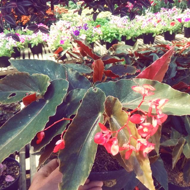 Begonia api