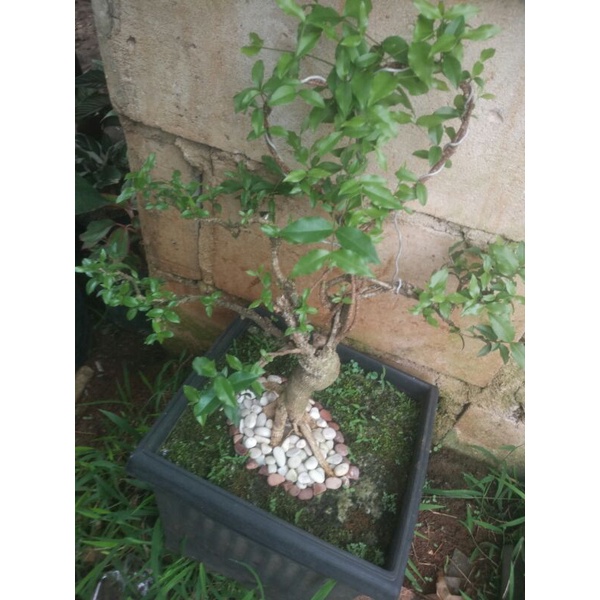 Bonsai Sakura Mikro