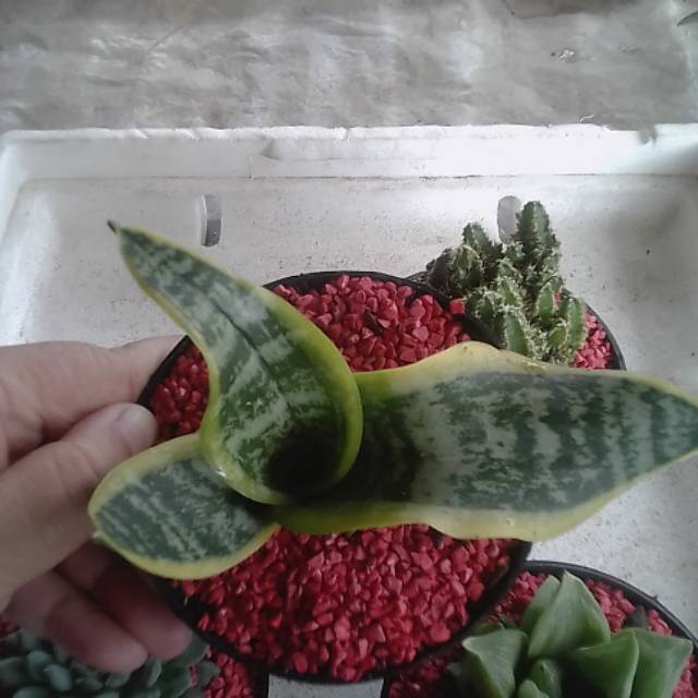 Sensivera trivasiata tuister