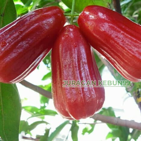 Bibit Buah jambu air madu dhelli merah