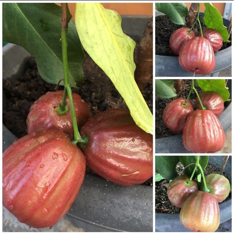 bibit jambu air dalhari merah super