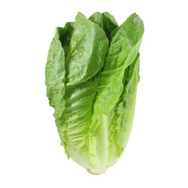 benih Lettuce romaine 2