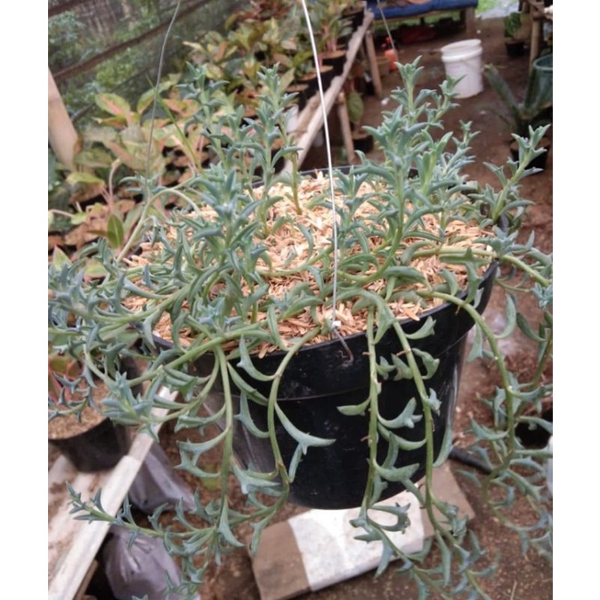 string of dolphin (SOD)