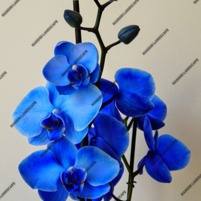 Seedling Anggrek Dendrobium Blue