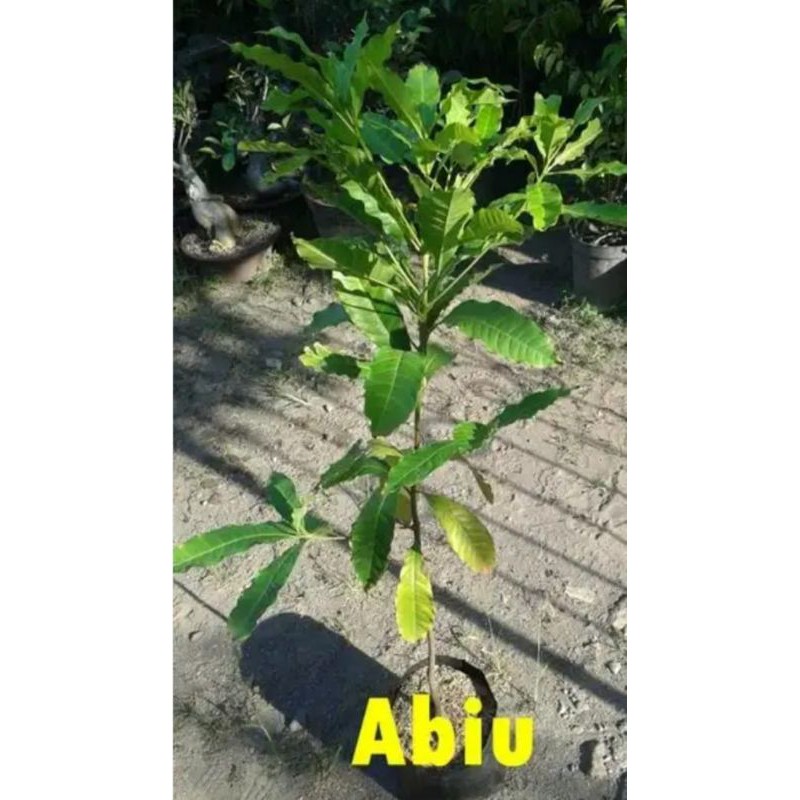 bibit sawo abiu