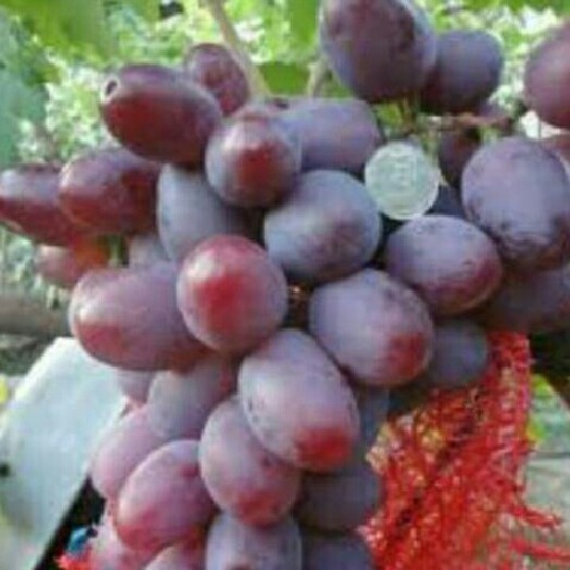Bibit anggur import
