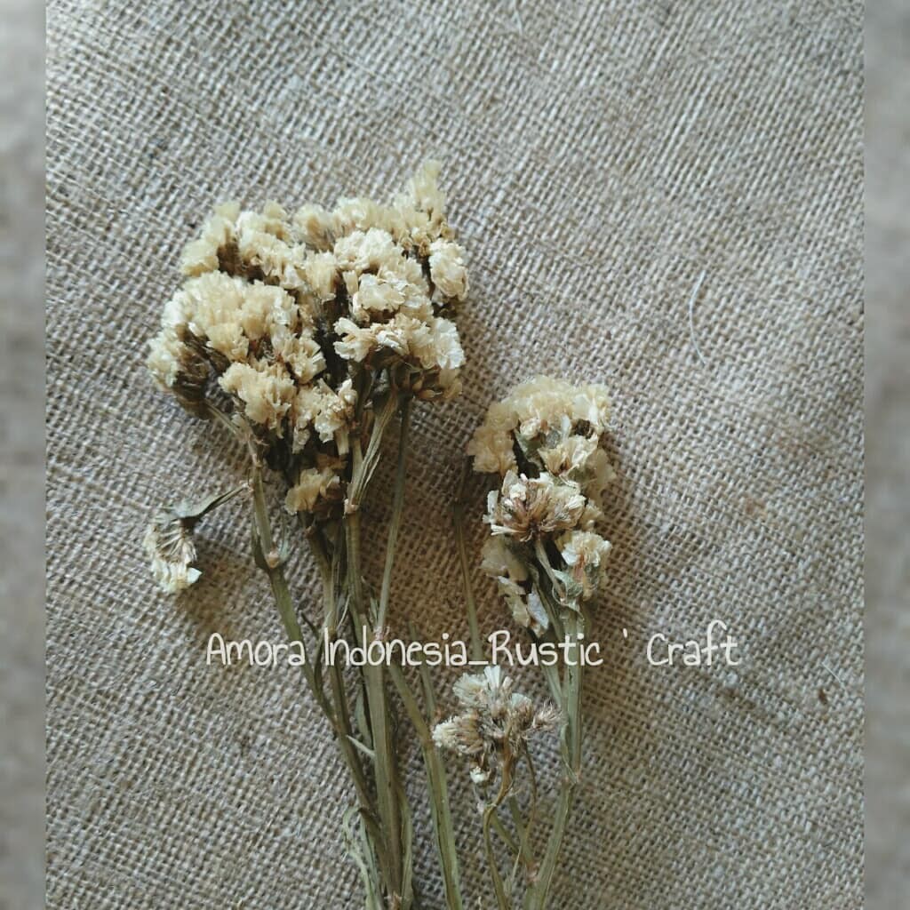 Dried Statice
